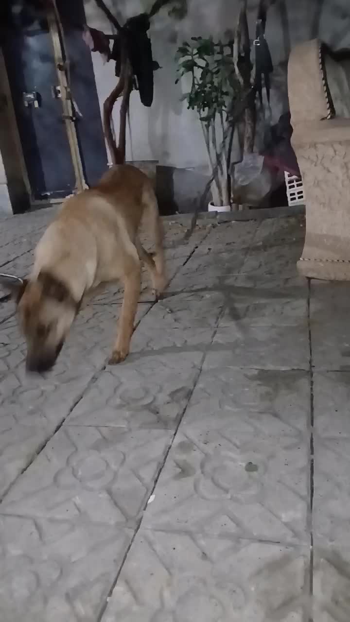 سگ مالینیوز|سگ|کرمانشاه, |دیوار