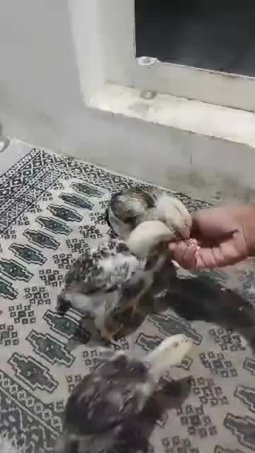 فروش چهار عدد جوجه شامو‌ (لاری ) یک ماهه|حیوانات مزرعه|ارژن, |دیوار