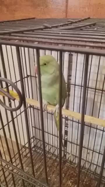 طوطی|پرنده|شوشتر, |دیوار