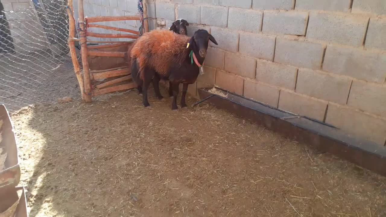 میش شیشک افشاری|حیوانات مزرعه|بن, |دیوار