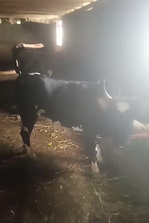 تعدادی گاوآبستن ،گوساله نر محلی|حیوانات مزرعه|املش, |دیوار