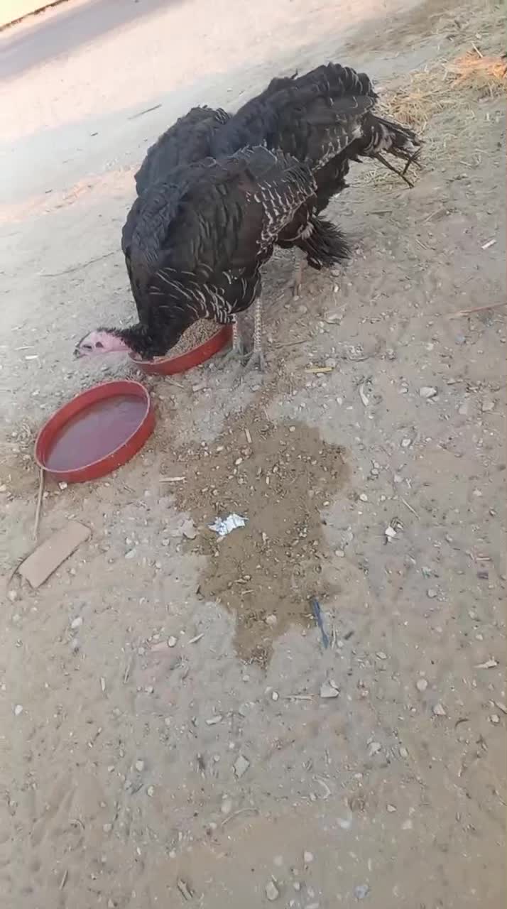 بوقلمون برنز|حیوانات مزرعه|شبانکاره, |دیوار