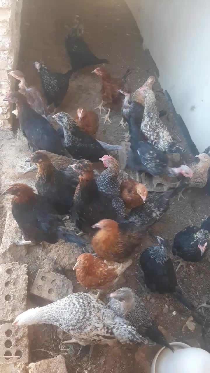 جوجه خروس|حیوانات مزرعه|نیشابور, شهرک بهارستان|دیوار