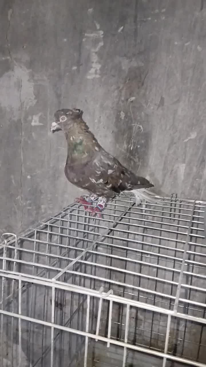 باسلام خدمت کفتر دم سفید ن|پرنده|مسجد سلیمان, |دیوار