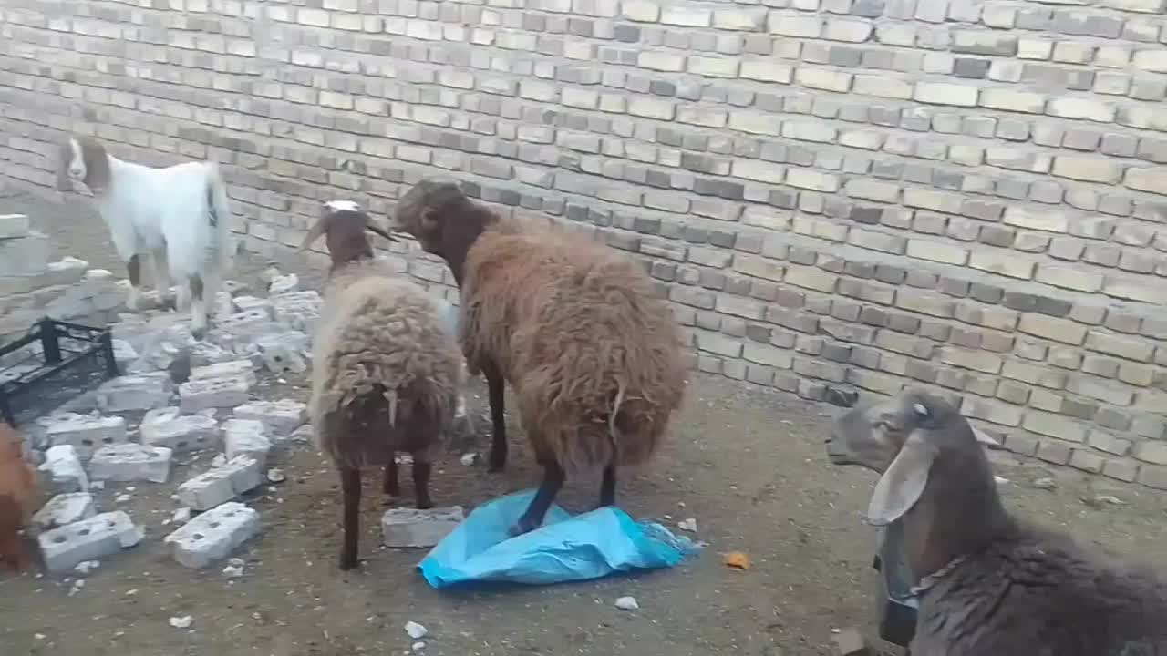 بره پرواری زیر فی شکار|حیوانات مزرعه|تربت جام, یحیی آباد|دیوار