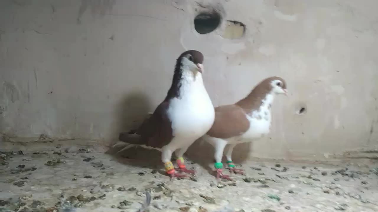 کفتر ساده زرد و سرخ|پرنده|بالا ولایت, |دیوار