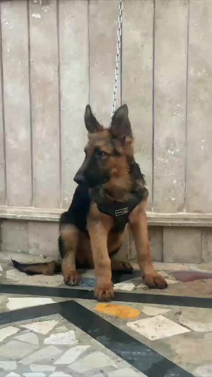 توله ژرمن|سگ|چالوس, |دیوار