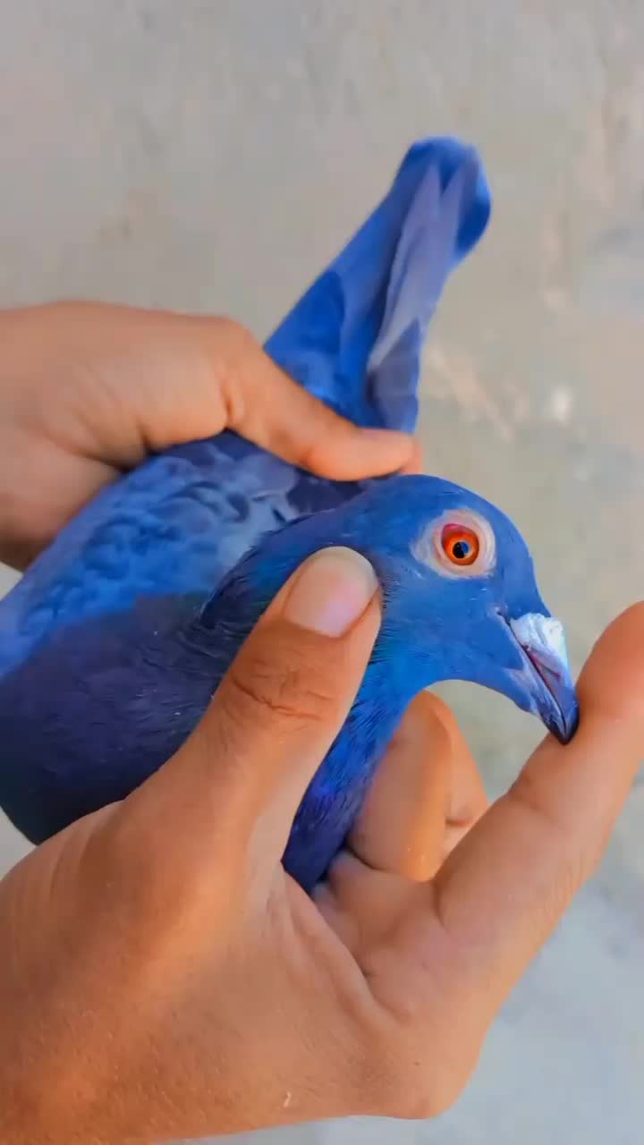 فروشی|پرنده|ایرانشهر, |دیوار