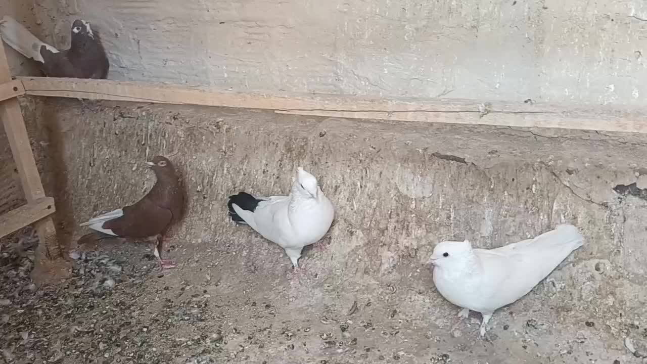 کفتررنگی وسرخ پرشی دم سفید|پرنده|قم, بنیاد|دیوار