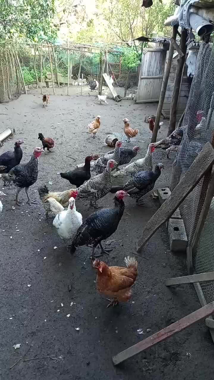 بوقلمون و مرغ و خروس تزیینی|پرنده|هچیرود, |دیوار