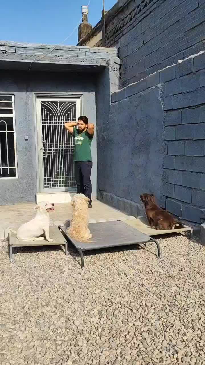 مربی سگ ، تربیت و اموزش ، پانسیون و منزل|خدمات پیشه و مهارت|مشهد, پارک کوهستان|دیوار