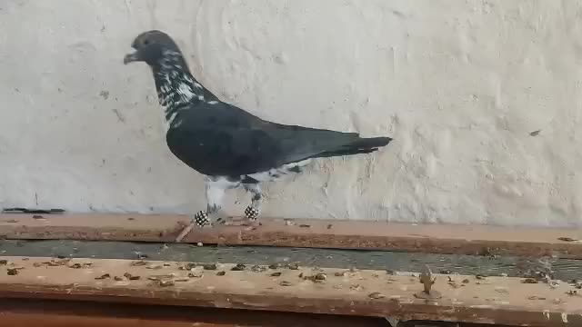 کبوتر|پرنده|شیراز, داریون|دیوار