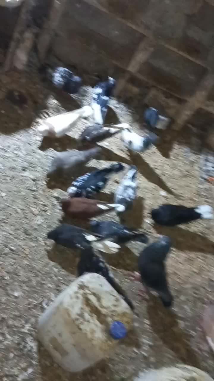 کبوتر|پرنده|باوی, |دیوار