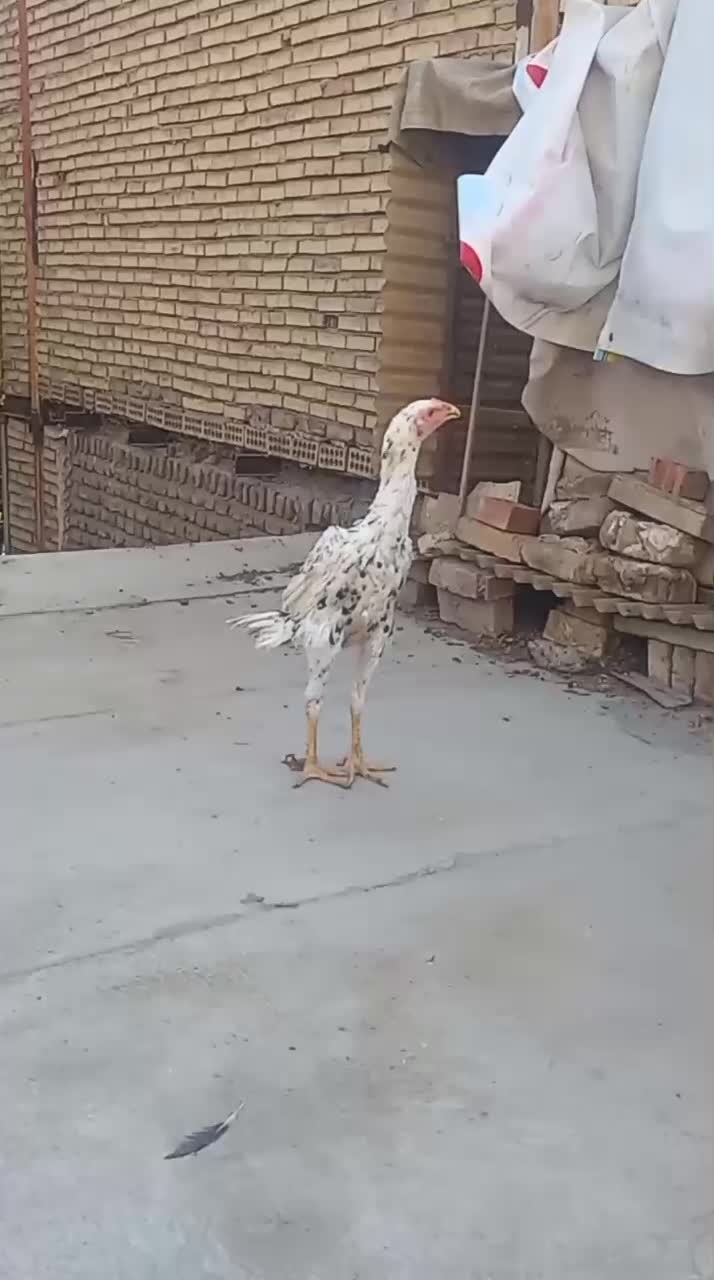 خروس لاری|حیوانات مزرعه|چهاردانگه (تهران), |دیوار