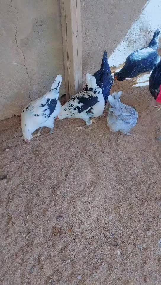 تخم مرغ نطفه دار نژاد گلین پنگوئنی (اصیل)|حیوانات مزرعه|سیرجان, |دیوار