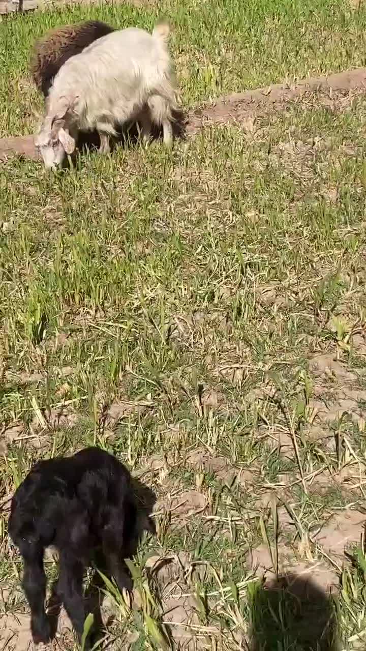 ۴عدد میش دوقلو زا شال افشار و قوچ هترو وبزوکهره|حیوانات مزرعه|کرمان, |دیوار