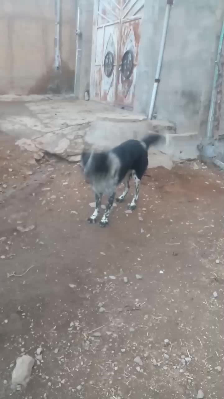 سگ قدرجونی نر|سگ|کرمانشاه, |دیوار