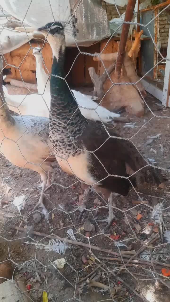 طاووس|پرنده|تربت‌حیدریه, باغ سلطانی|دیوار