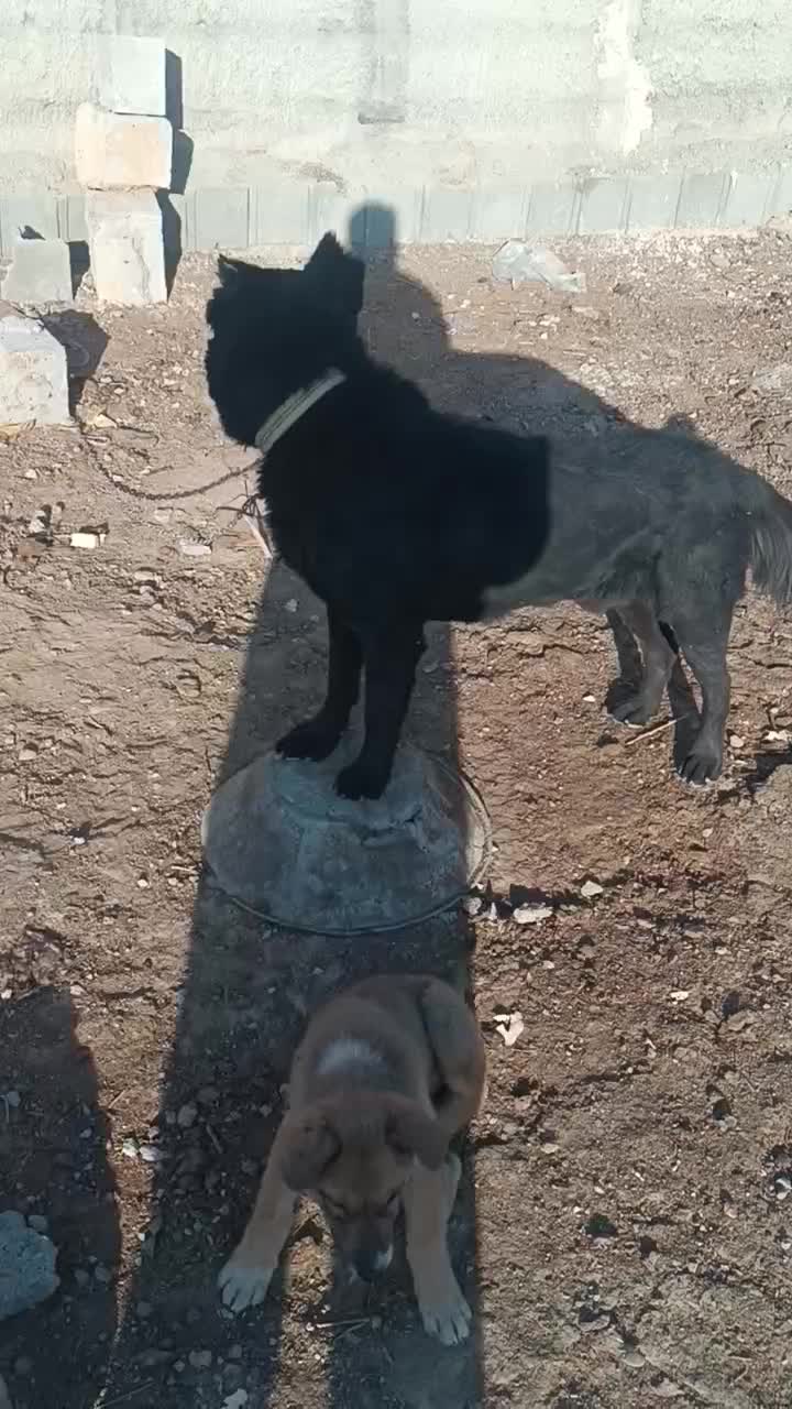 معاوضه سگ|سگ|پیر بکران, |دیوار