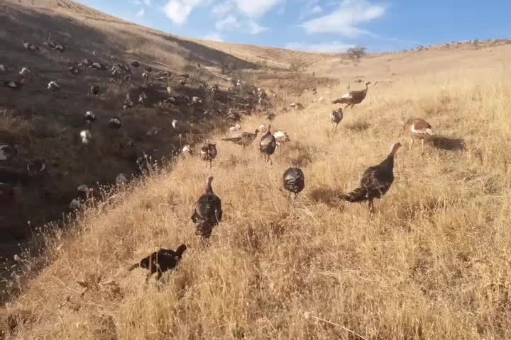 بوقلمون محلی|حیوانات مزرعه|بانه, |دیوار