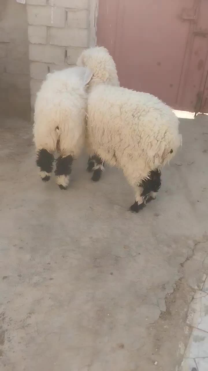 دوتا بره ماده|حیوانات مزرعه|زهک, |دیوار