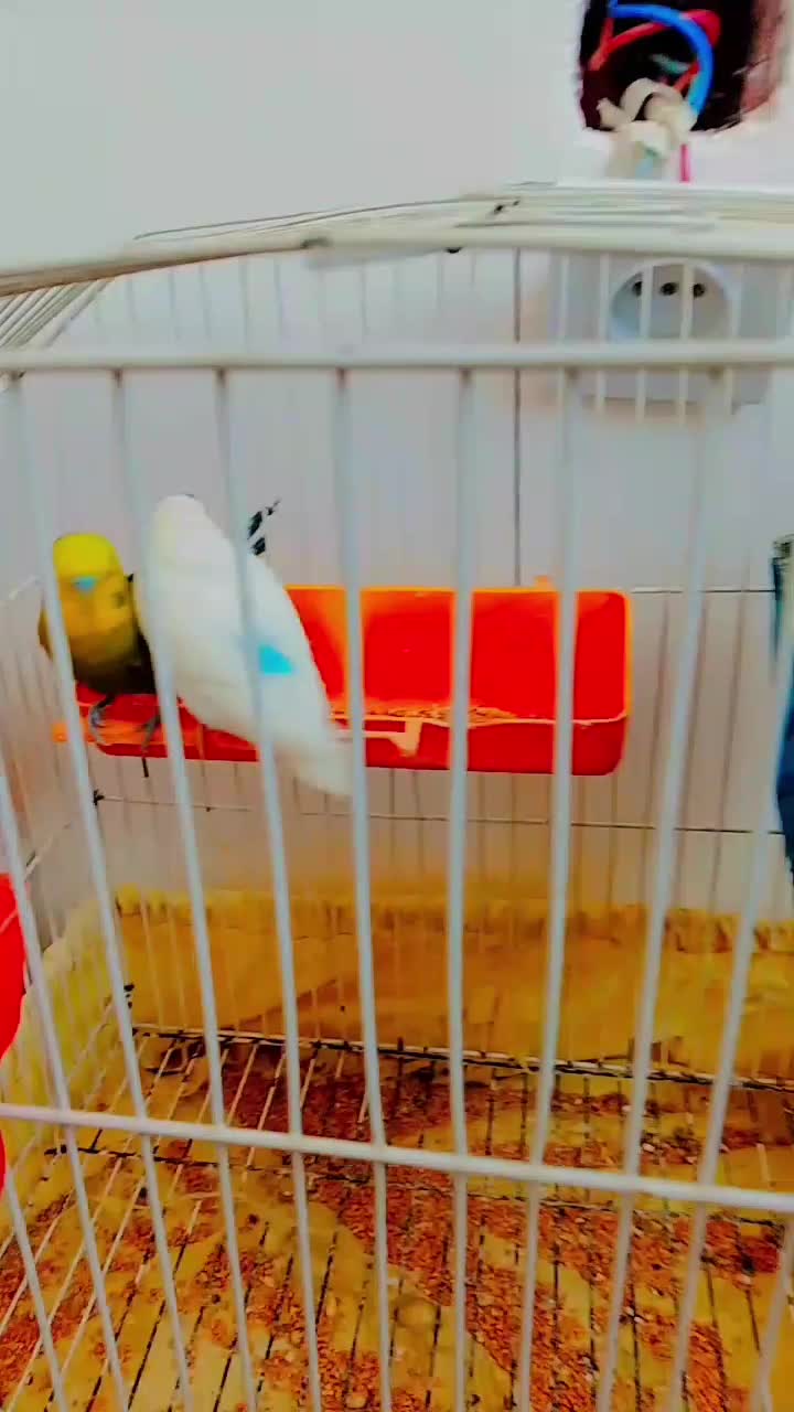 650000|پرنده|هشتگرد, سعید آباد|دیوار