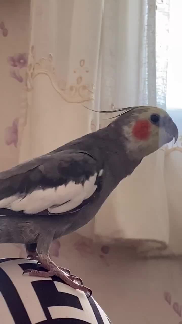 عروس هلندی سخنگو|پرنده|تبریز, |دیوار