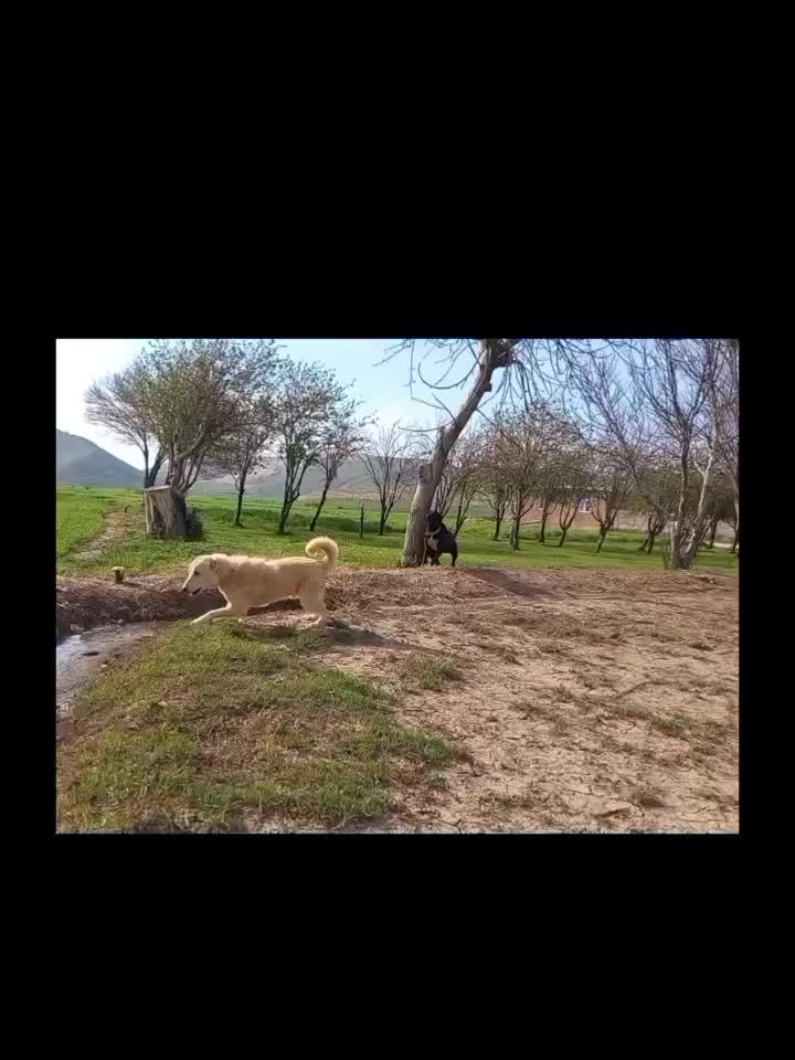 سگ سرابی|سگ|اسلامآباد غرب, |دیوار