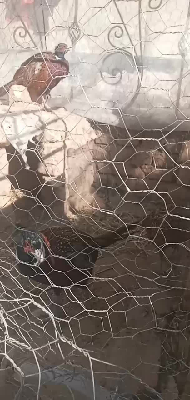 پرنده|پرنده|اسفراین, |دیوار