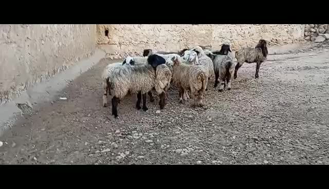 ۱۵ راس میش داشتی|حیوانات مزرعه|سوق, |دیوار