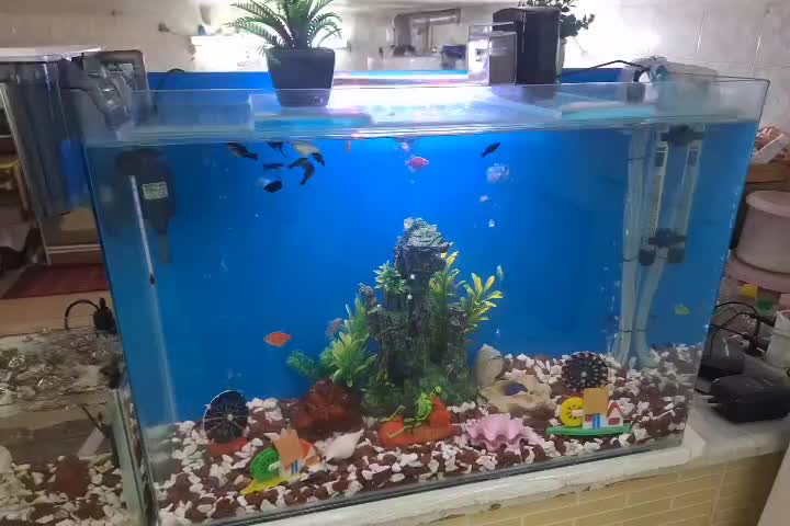 آکواریوم ولوازم وماهی|ماهی|قم, حاج زینل|دیوار