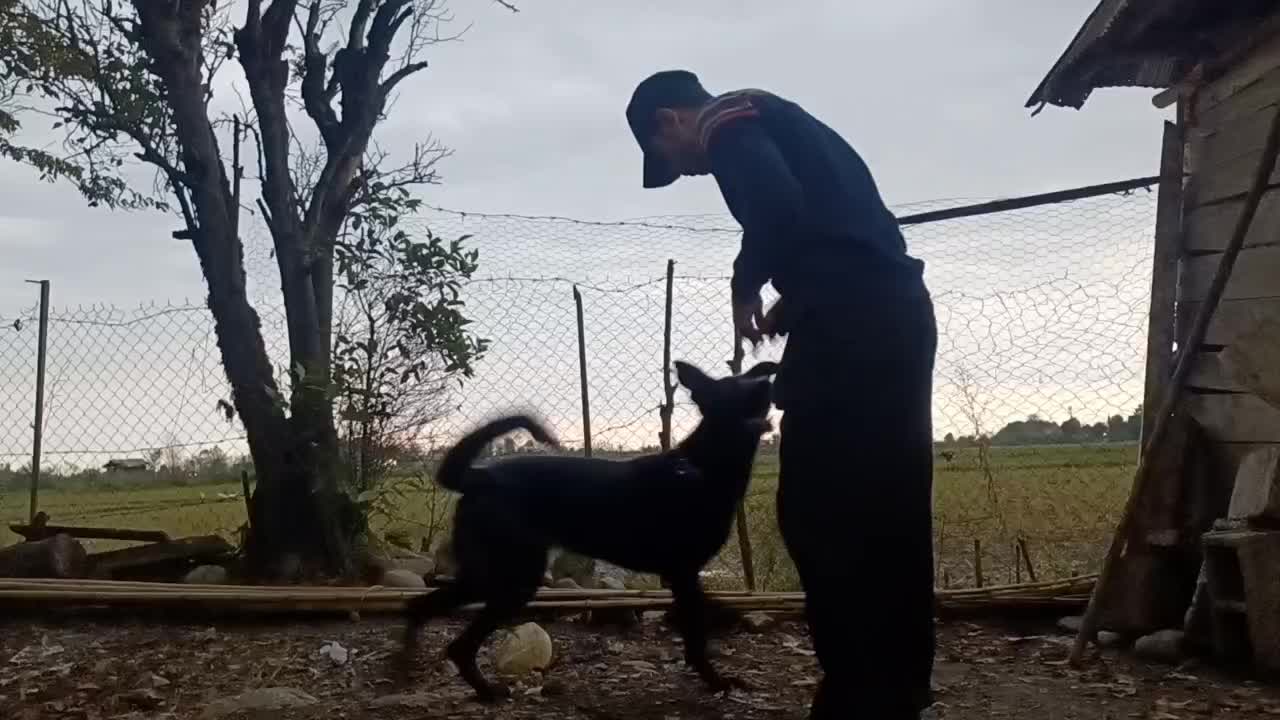 فروش سگ نگهبان ژرمن بلک نر یک ساله|سگ|ماسال, |دیوار