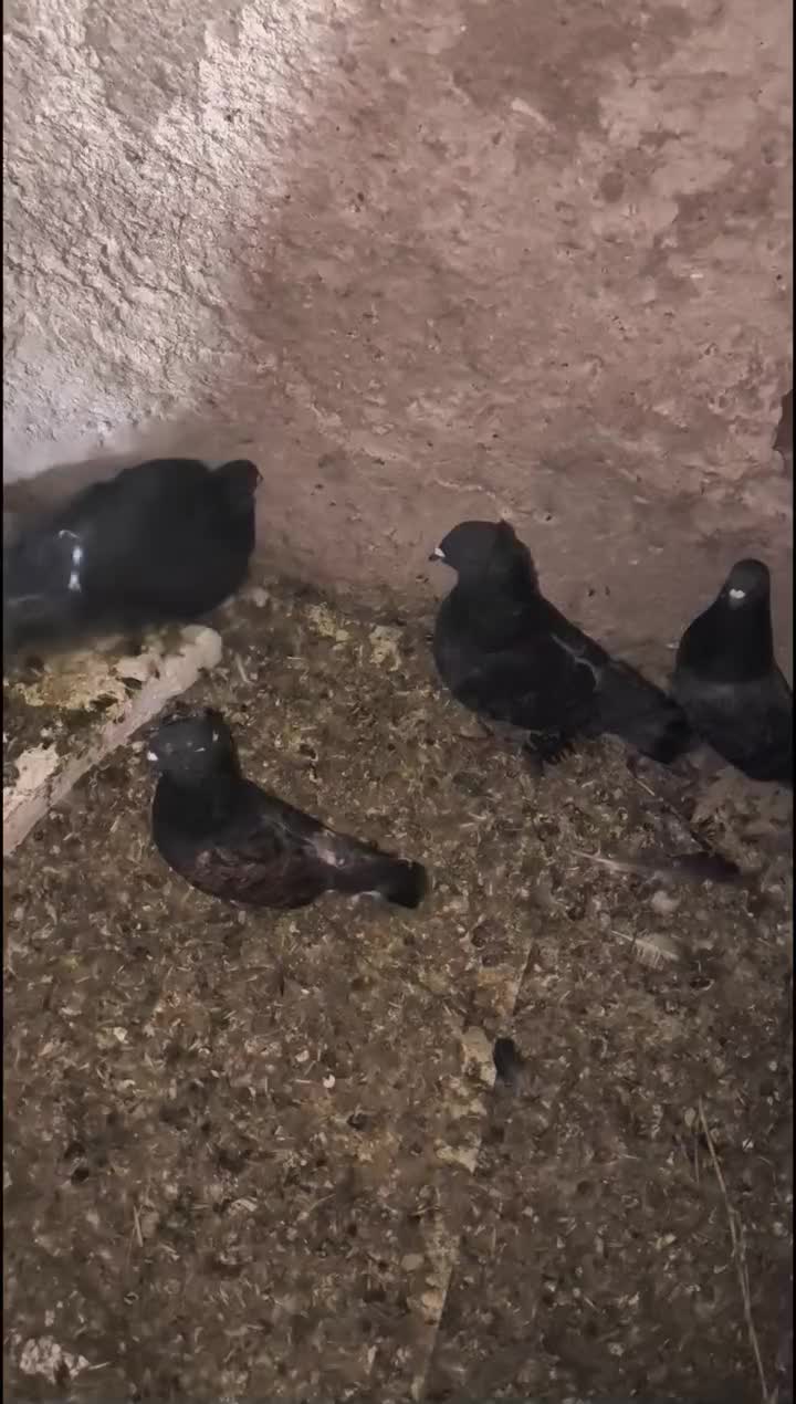 نژاد خوب معاوضه با طوقی|پرنده|دوگنبدان, |دیوار