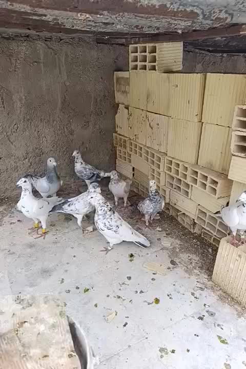 کبوتر گلی سرور|پرنده|شیراز, گویم|دیوار