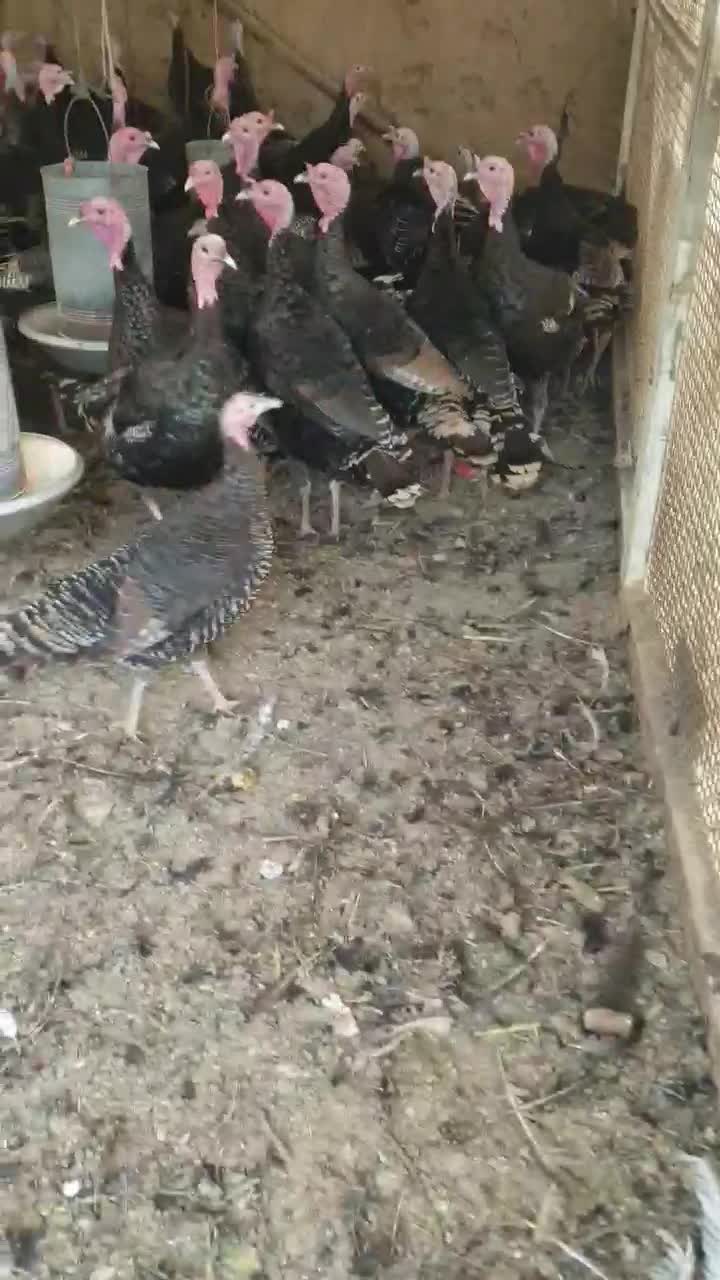 فروش بوقلمون محلی|حیوانات مزرعه|ورامین, خورین|دیوار