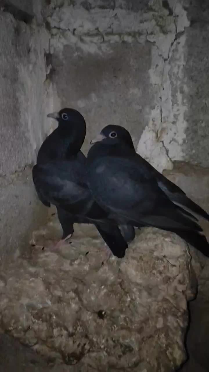 کبوتر جوجه المانی|پرنده|آشخانه, |دیوار