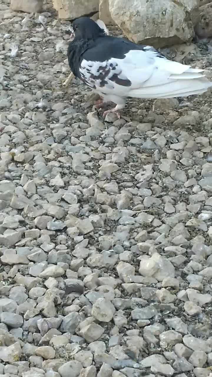 کبوتر|پرنده|نورآباد ممسنی, |دیوار