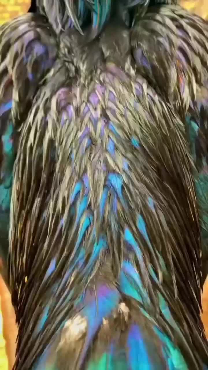 خروس اوشامو|حیوانات مزرعه|مریوان, |دیوار