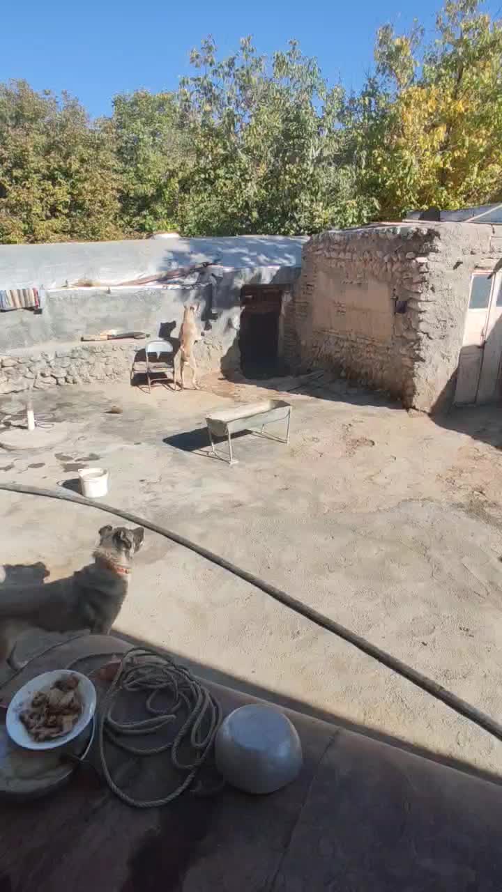 فروشی|سگ|میلاجرد, |دیوار