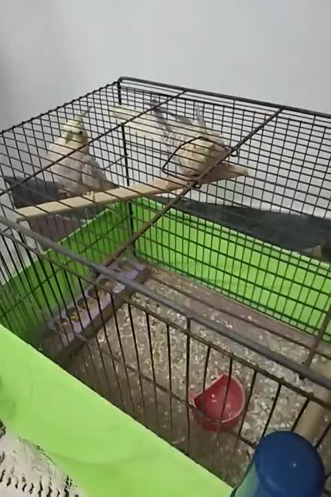 عروس هلندی|پرنده|پارس‌آباد, |دیوار