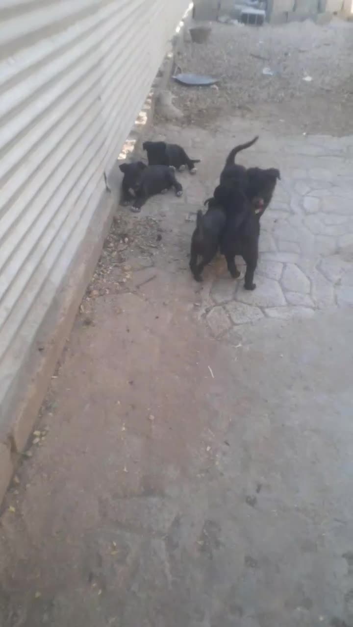 فروش توله سگ|سگ|شیراز, سهل‌آباد|دیوار