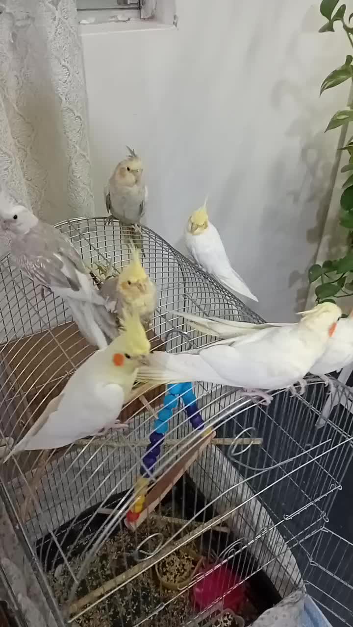 عروس هلندی|پرنده|اسلام‌شهر, شاطره|دیوار