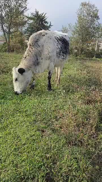 دورگ بی شاخ ۸ ماه شکم *جوان|حیوانات مزرعه|رشت, بازار|دیوار