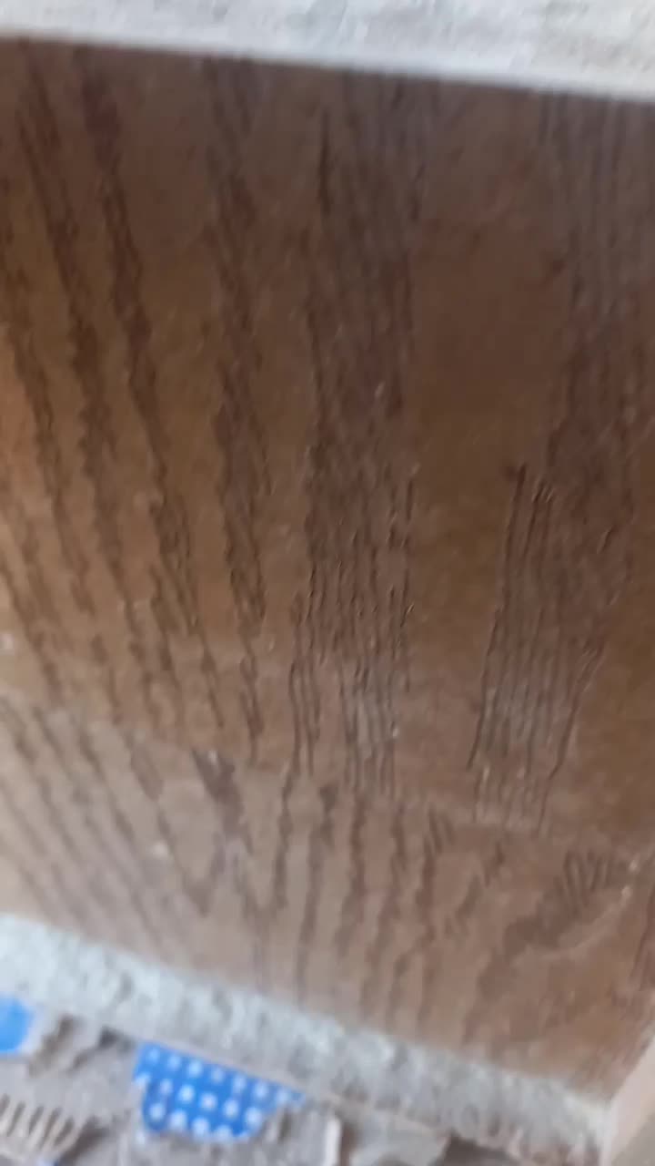 طوطی عروس مولد|پرنده|تاکستان, |دیوار