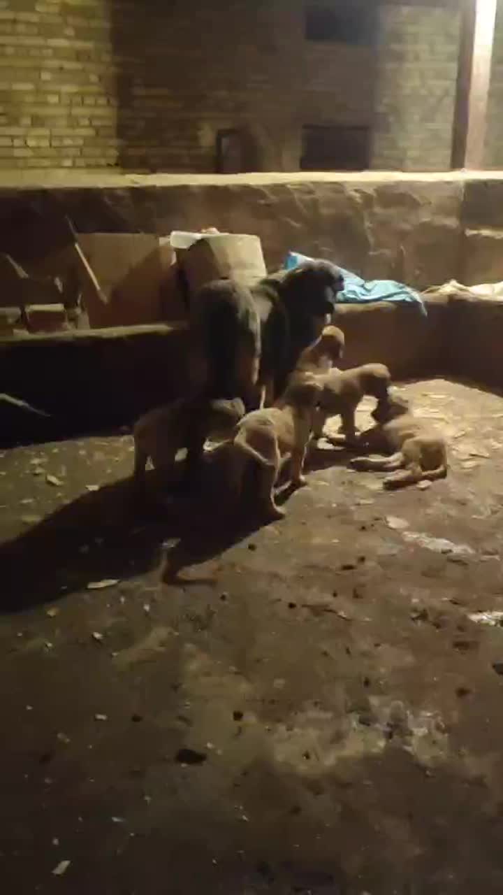 گمشده ماده پژدر|حیوانات|سنندج, |دیوار