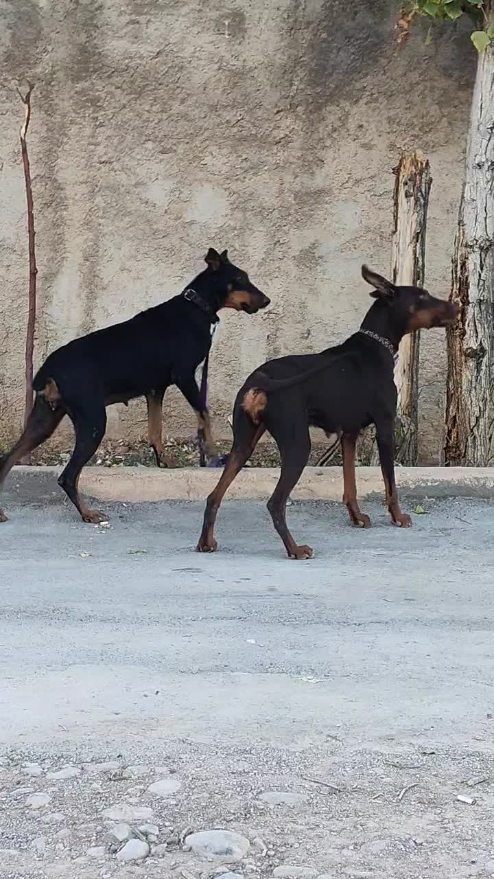 سگ دوبرمن ماده مشکی بلوطی|سگ|شیراز, تپه تلویزیون|دیوار
