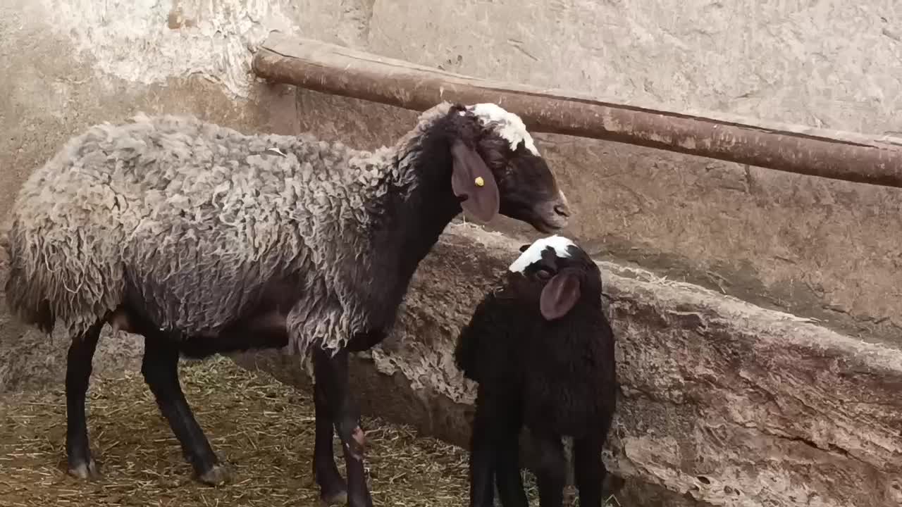 میش و بره جوان|حیوانات مزرعه|فامنین, |دیوار