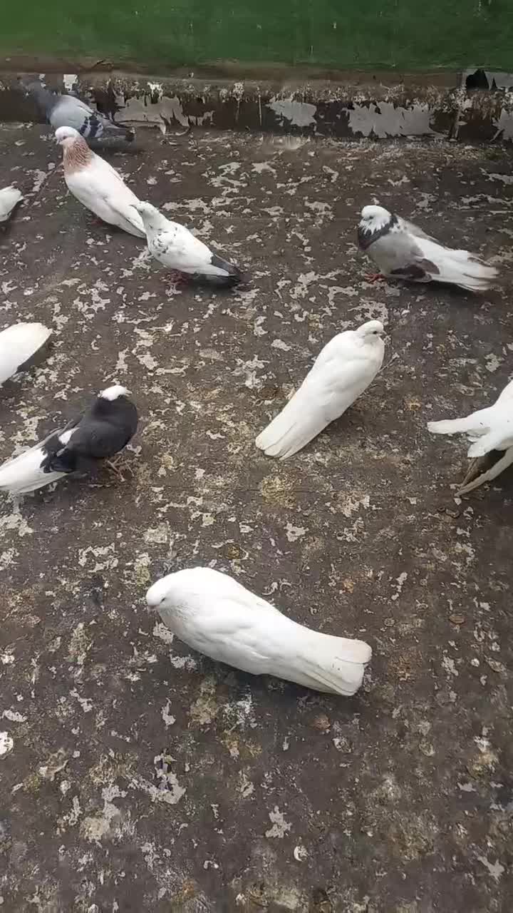 کبوتر ده عدد اصیل قیمت توافقی|پرنده|انگوت, |دیوار