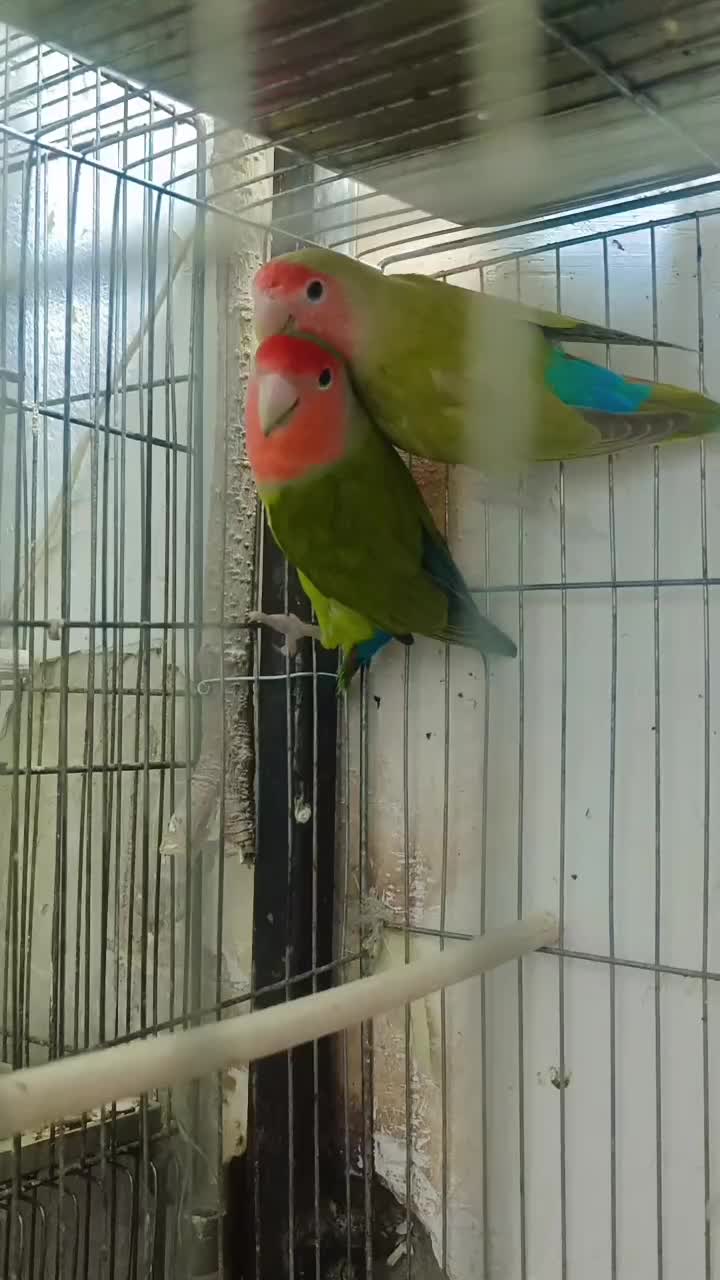 طوطی برزیلی|پرنده|اهواز, دغاغله|دیوار