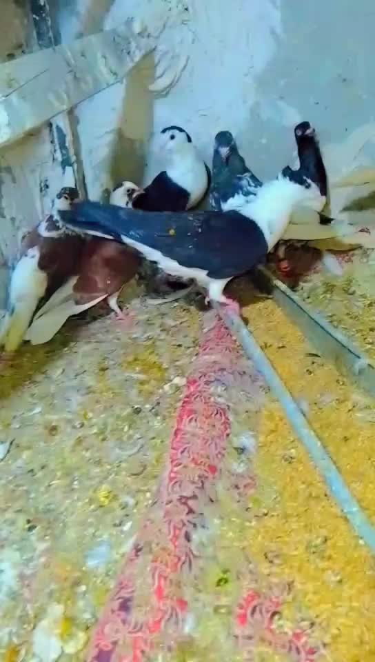 کفتر کبوتر شهرستانی یه دسته۳۰تایی نر جوون دانه ۱۳۰|پرنده|مشهد, رسالت|دیوار